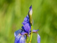 Schwertlilie oder Iris blau
